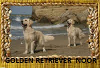 NoorGolden-foto.jpg (68169 byte)
