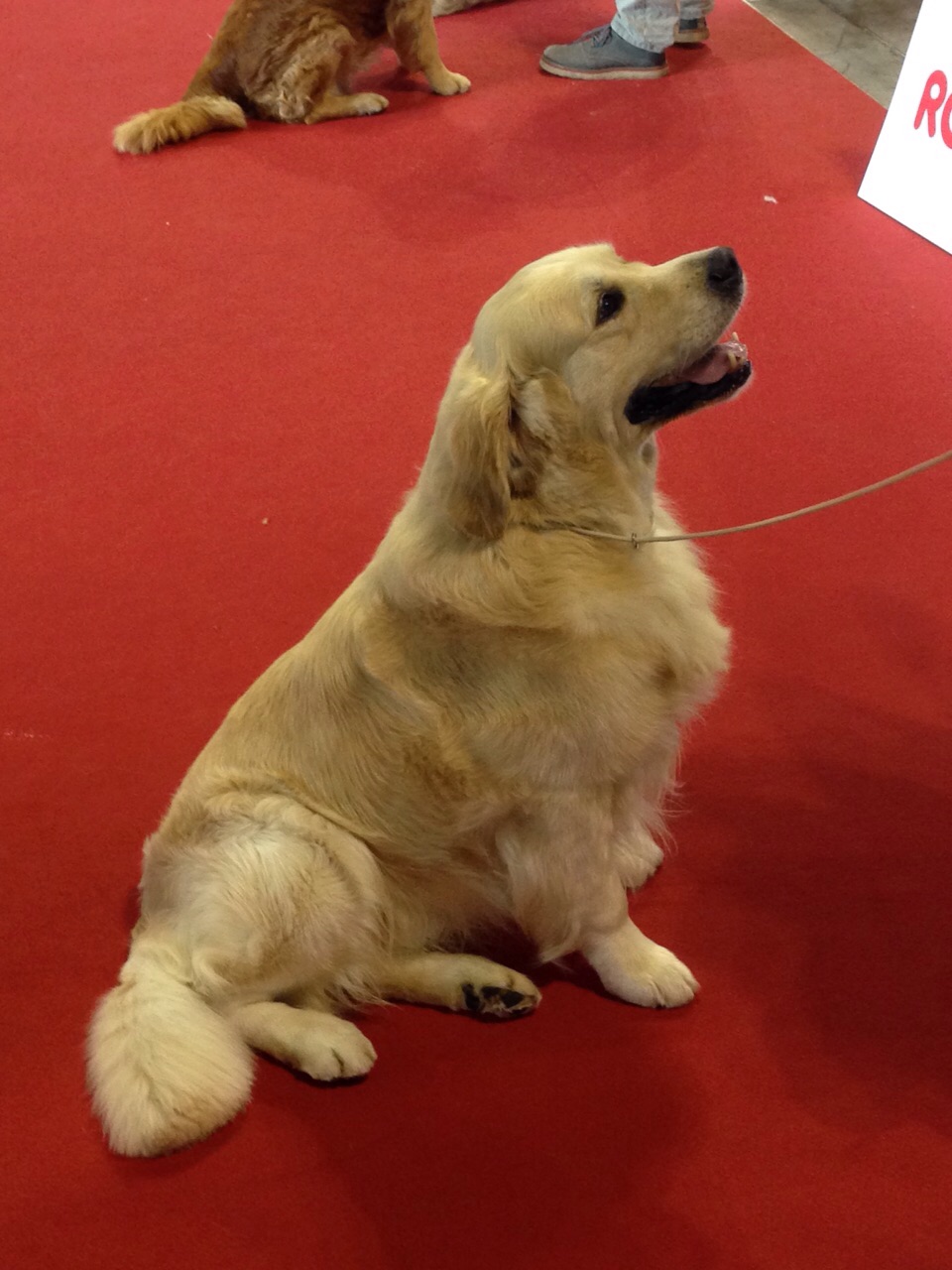 cheerio golden retrievers golden retrievers pizzicalaluna cheerio golden retrievers golden retrievers pizzicalaluna