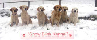 SnowBlinkKennel.jpg (49672 byte)