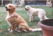 BART.jpg (171810 byte)