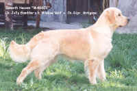 MAGGIE-testo.JPG (52665 byte)