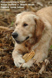 PACO-testo.JPG (96651 byte)