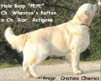 PEPE-testo.JPG (17199 byte)