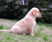 DIC da Pakita x Joy.jpg (120982 byte)