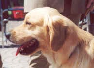 Testa JOY.jpg (525502 byte)