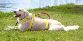 VICKY SICS.jpg (531588 byte)