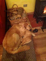 CHICCA 02-2013.JPG (3103509 byte)
