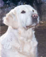 CORA.jpg (705368 byte)