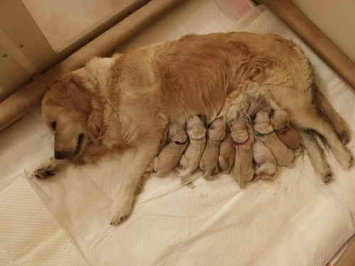 Ginger-mamma-2023.jpg (223777 byte)