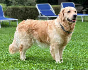 Ginger2023-02.jpg (448091 byte)
