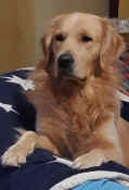 Dylan2023-02.jpg (225036 byte)
