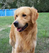 Dylan2023-03.jpg (370651 byte)