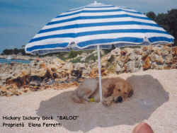BALOO_SPIAGGIA.jpg (182525 byte)