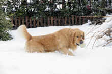 Billo2013-01.jpg (1848023 byte)