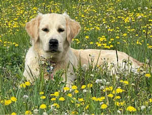 Chloe_la-loki_01.jpg (271923 byte)