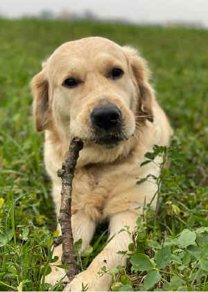Chloe_la-loki_02.jpg (207950 byte)