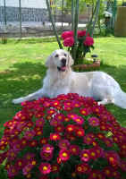 Elly Capiaghi fiore tra i fiori.jpg (982516 byte)