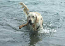 Elly Capiaghi riporta a nuoto.JPG (518988 byte)