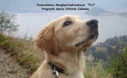 Fly - PizzicalalunaMargheritaGranbassi.JPG (183832 byte)