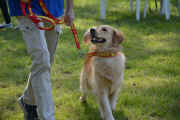 NinaIII nel ring.jpg (336811 byte)