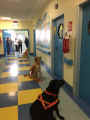 NinaIII pet therapy.jpg (170352 byte)