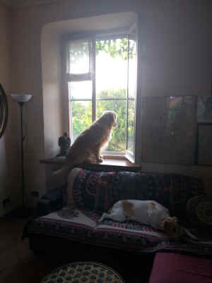 Sunny 2020.jpg (117887 byte)