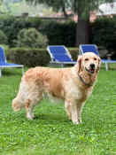 Ginger-01.jpg (298613 byte)