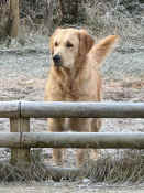 Ginger-03.jpg (348380 byte)