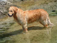 cassiel.jpg (188899 byte)