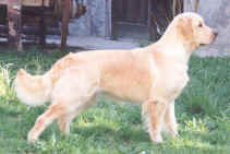 maggie.jpg (387844 byte)